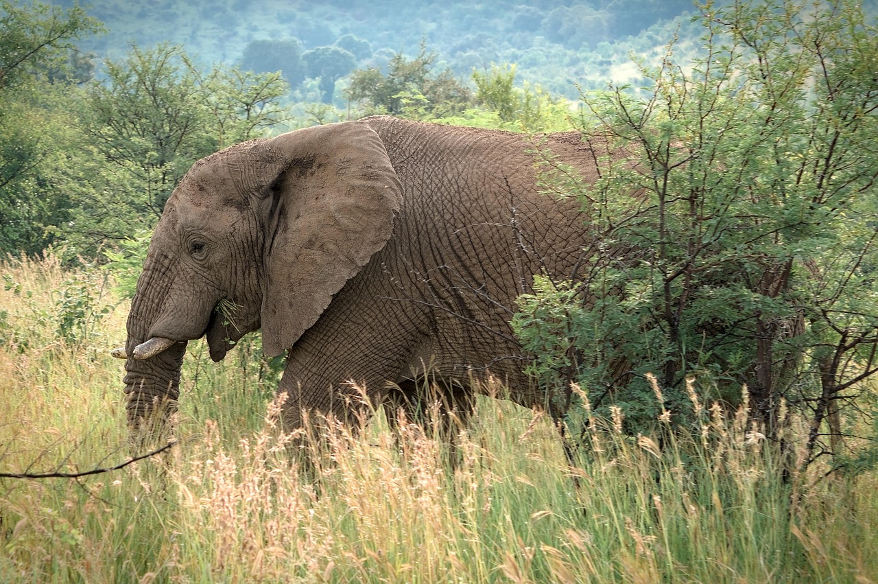 animal-8857572_1280