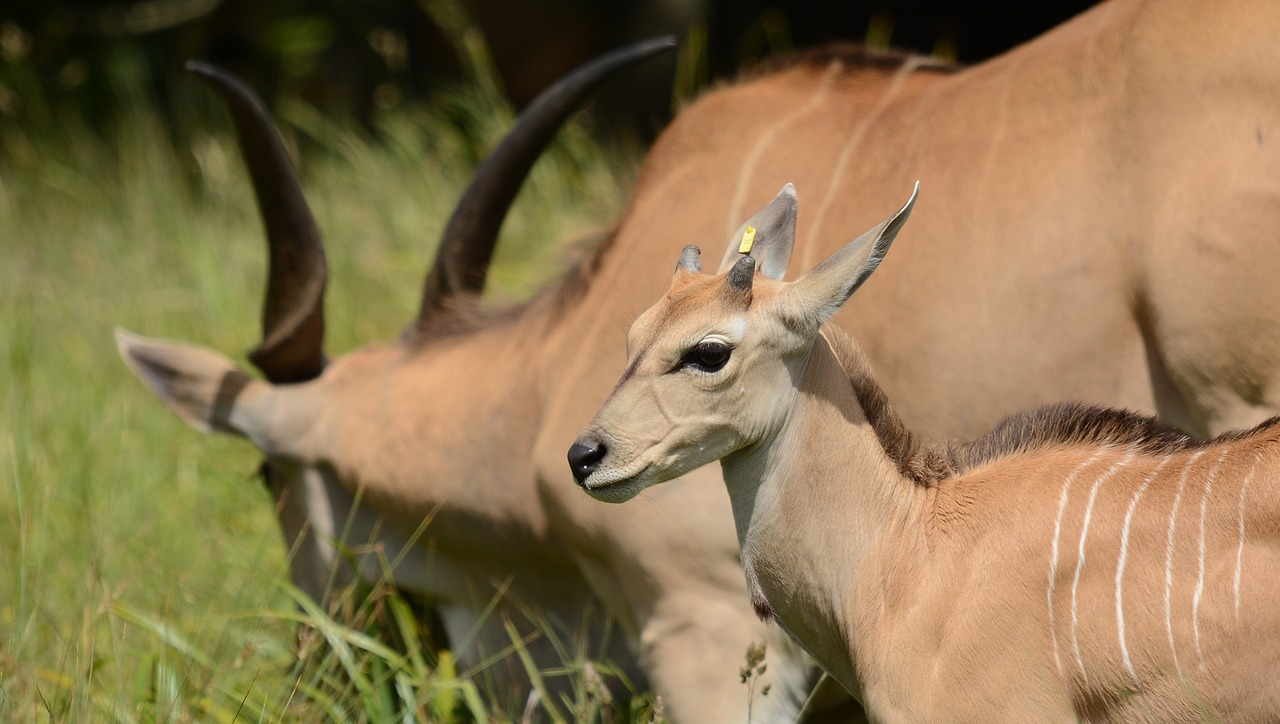 antelopes-4334286_1280