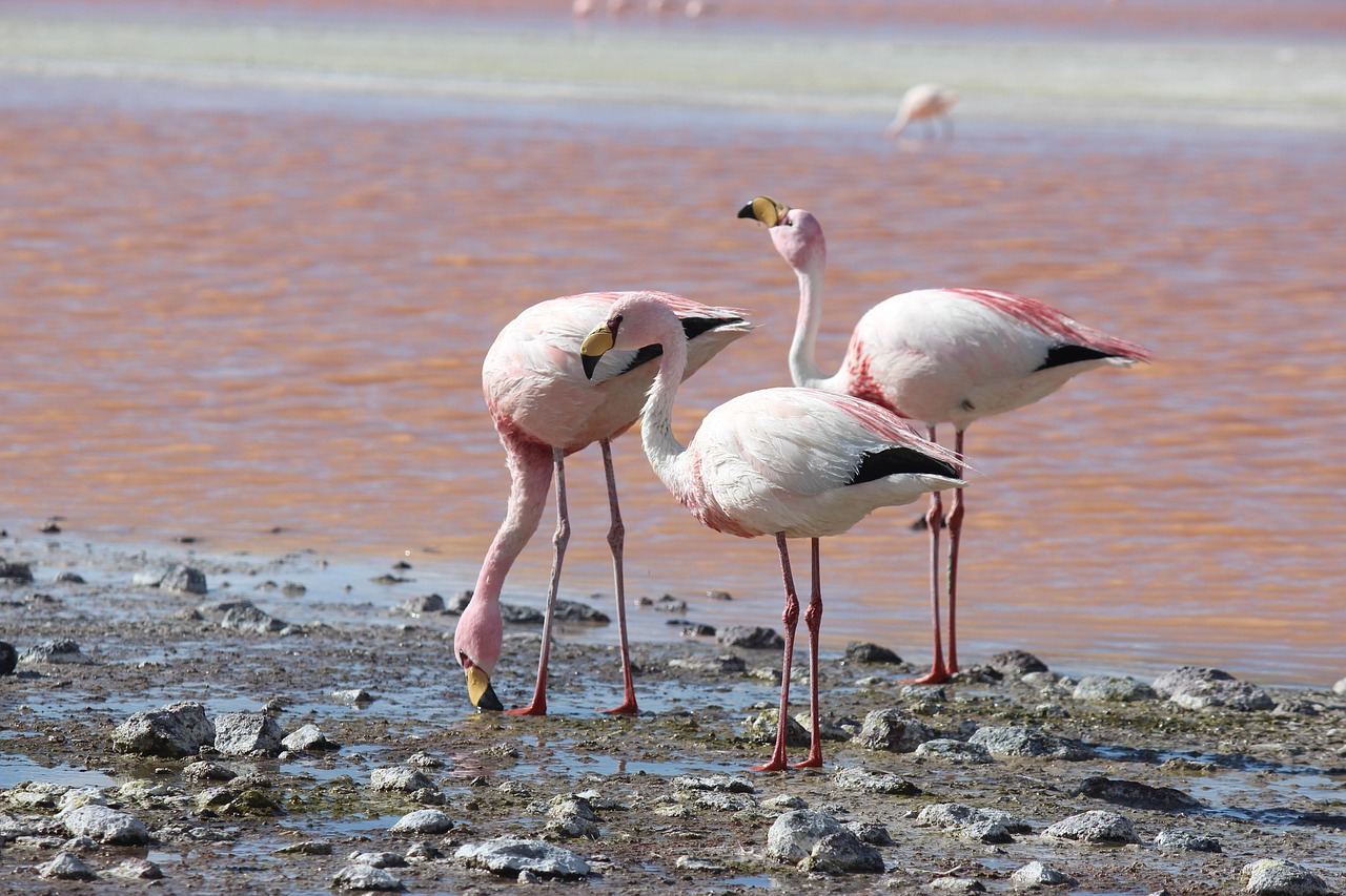 flamingos-4097999_1280