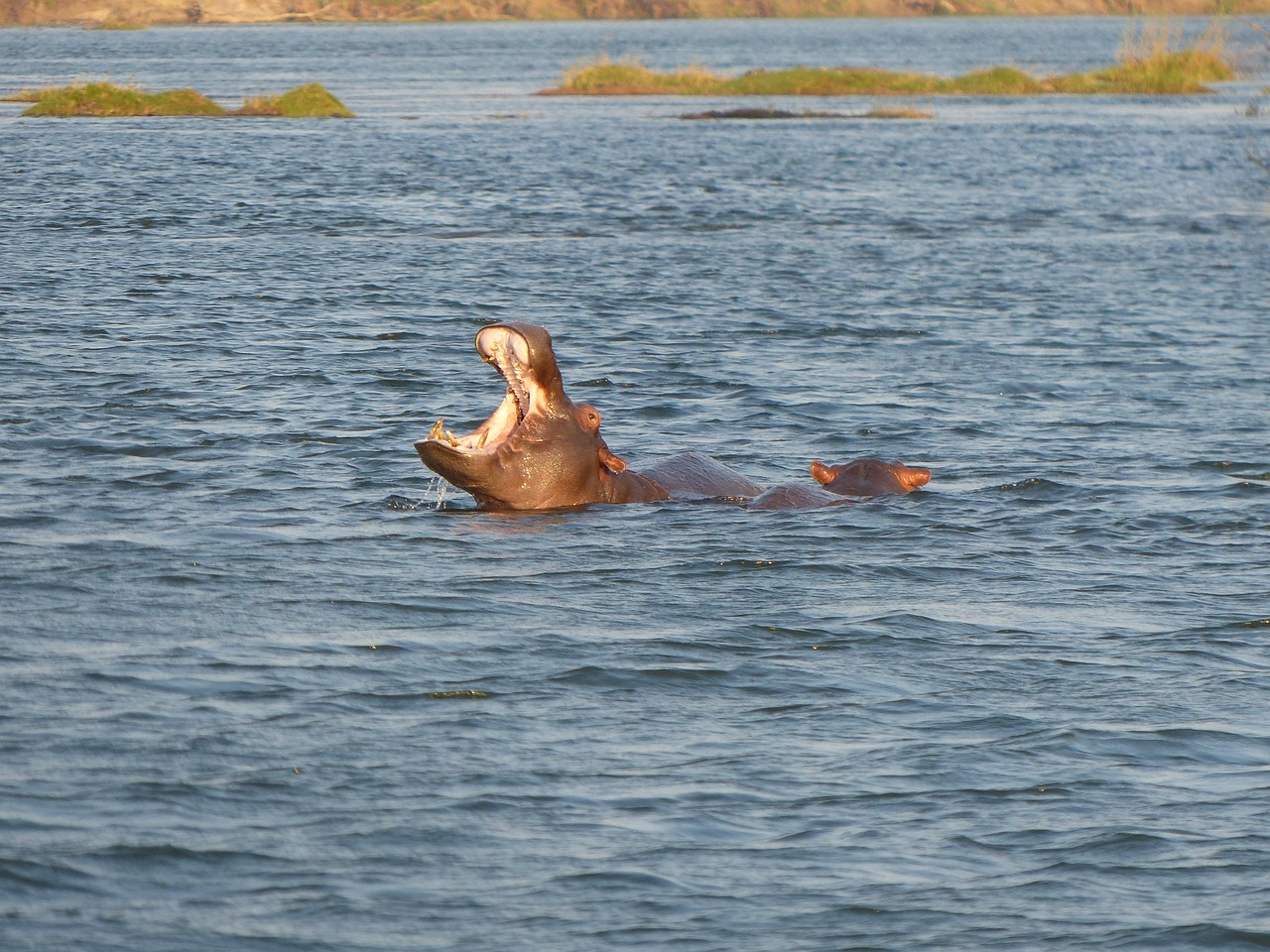 hippos-518410_1280