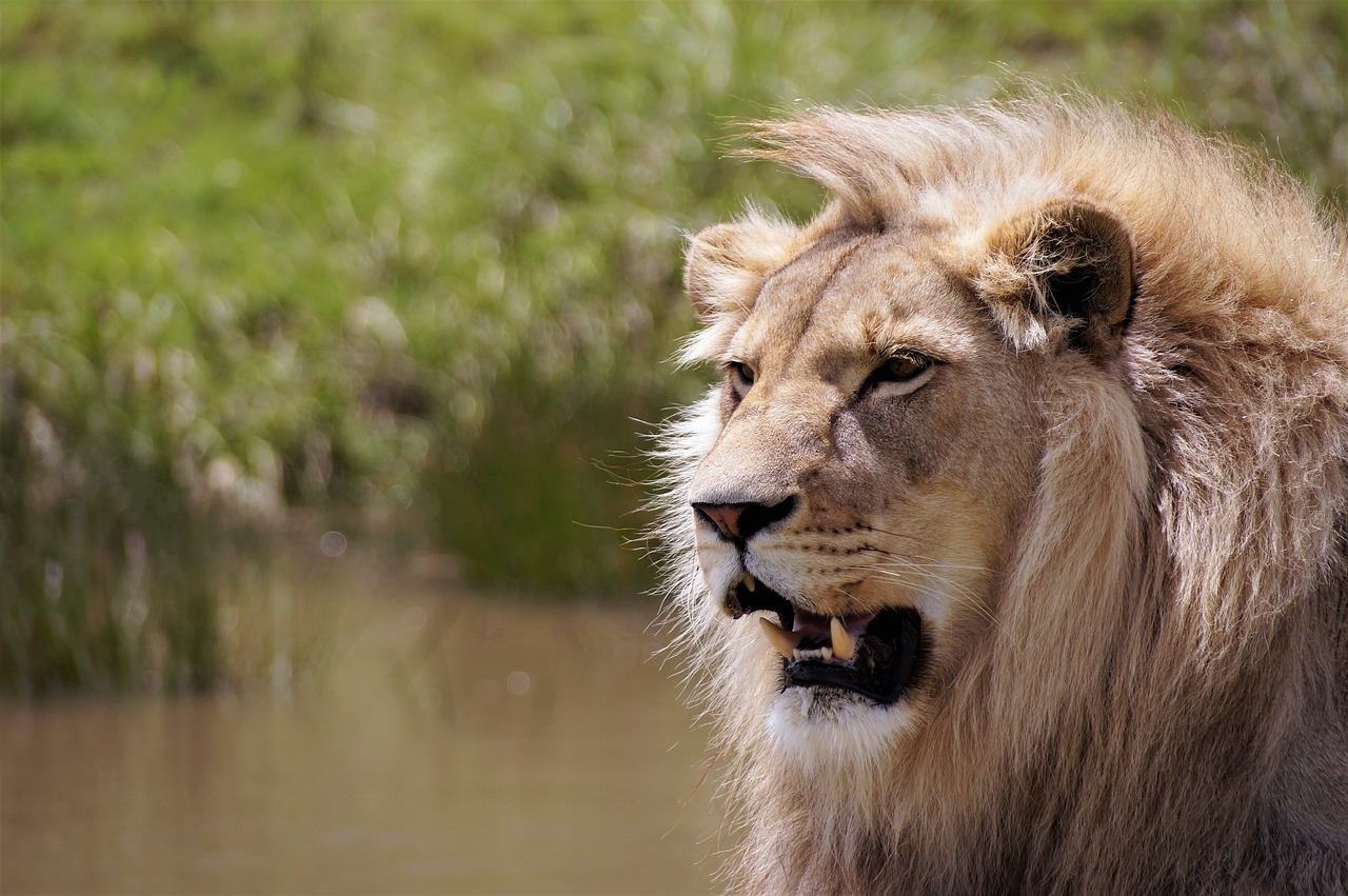 lion-5311194_1280