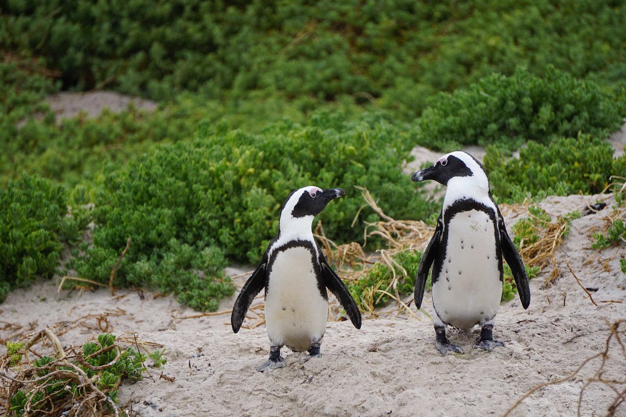 penguins-3994532_1280