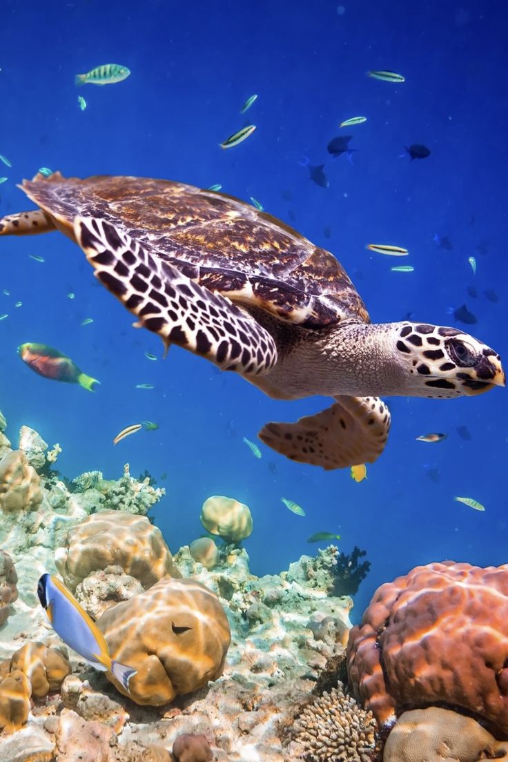 Dive into Egypt’s underwater world and meet the…